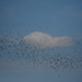 Bird Herd by kareenking