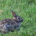 Here comes Peter Cottontail, hoppin' down the bunnny trail. by mittens