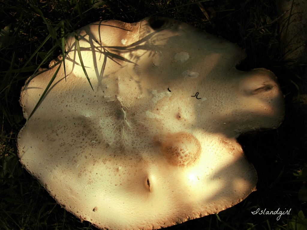 Huge Mushroom! by radiogirl