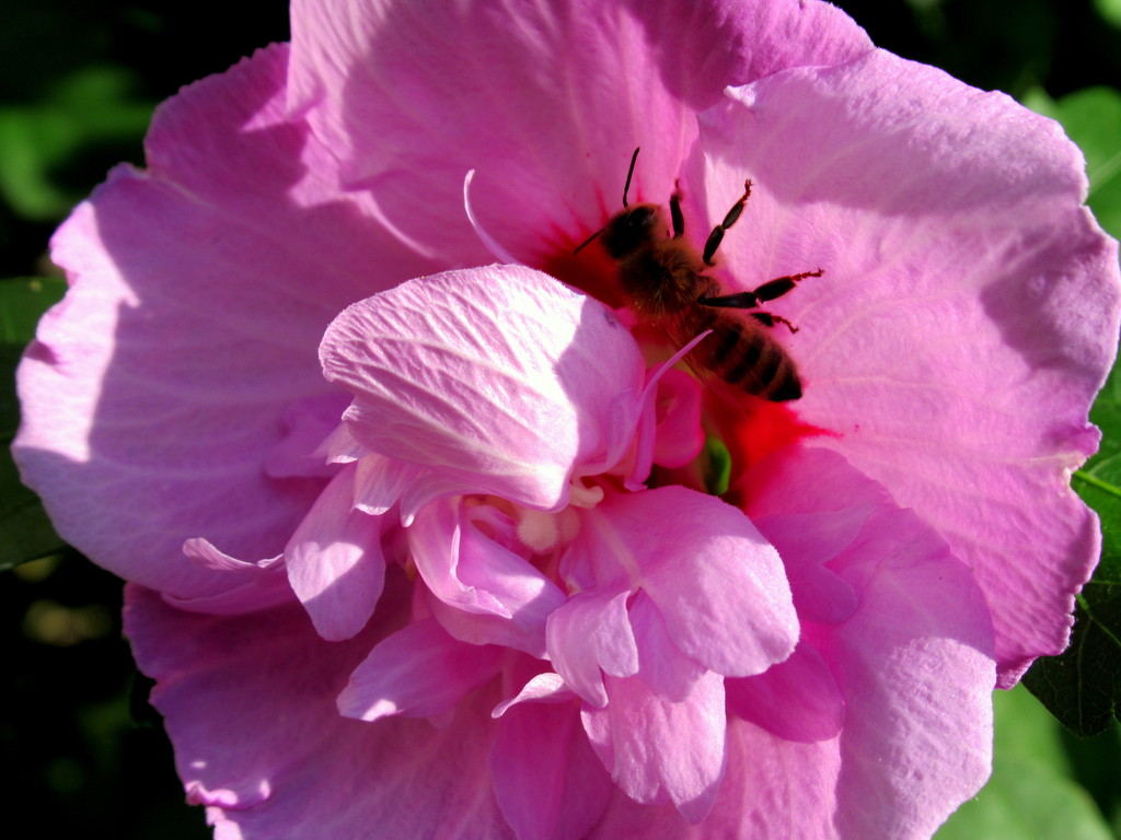 Rose of Sharon with photo bomber by bruni