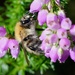 HEATHER WITH BEE by markp