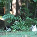Two shy kitties by essiesue