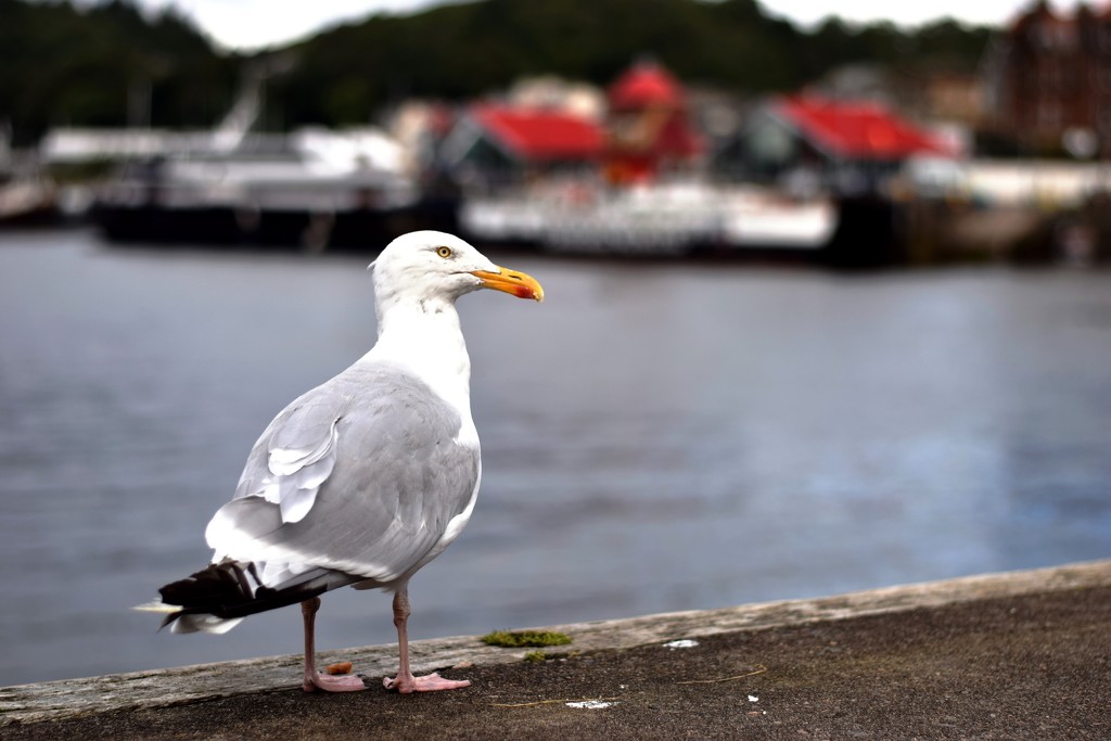 Cal Mac seagull by christophercox