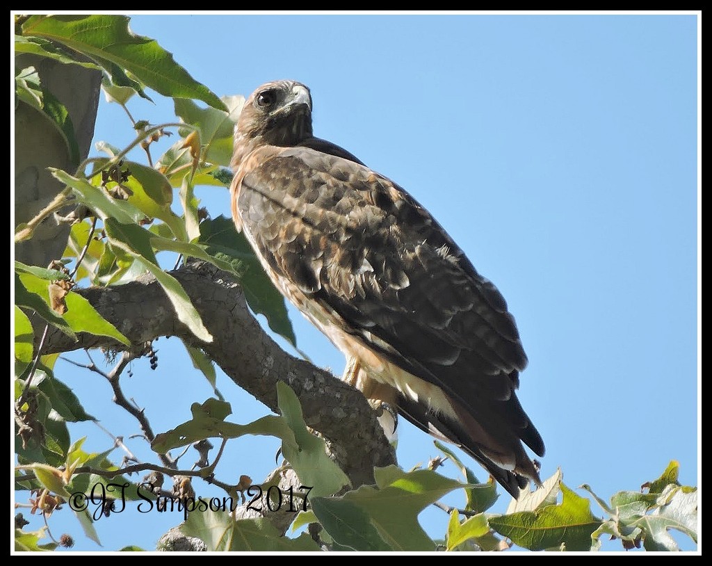 Hawk In-Waiting... by soylentgreenpics