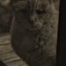 Sweet Old Cat by bjchipman