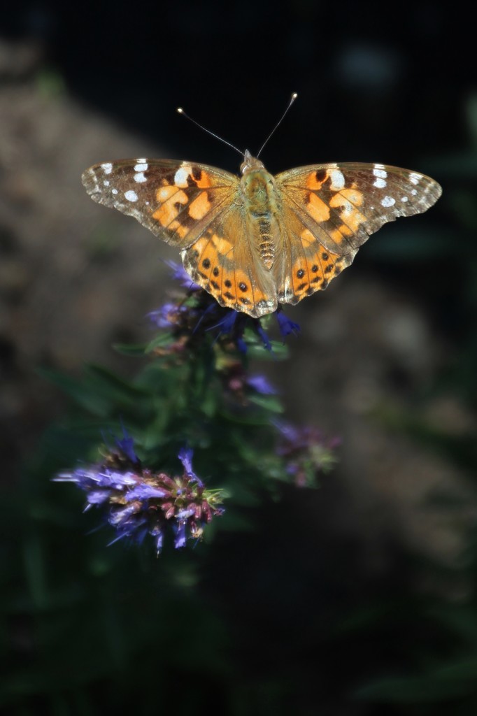 Painted Lady On Catmint by bjchipman