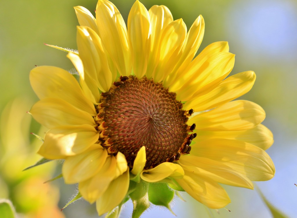 Sunflower by lynnz