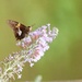 one of many on the butterfly bush by scottmurr