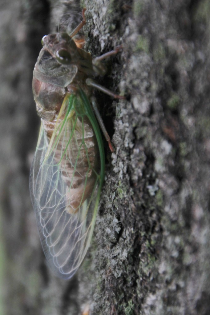 Pretty Cicada! by bjchipman