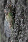 24th Aug 2017 - Pretty Cicada!