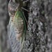 Pretty Cicada! by bjchipman