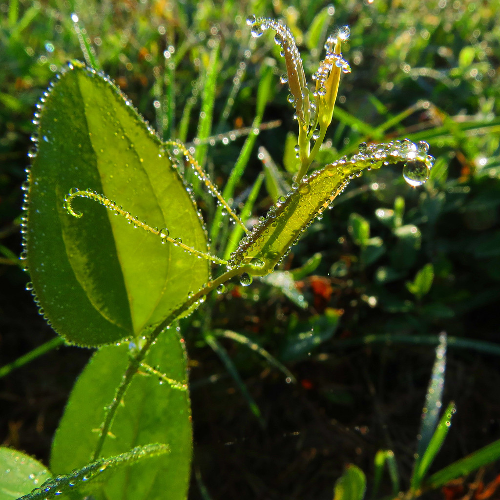 Dewdrops - Lots of Dewdrops by milaniet