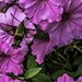 Hummingbird Moth by skipt07