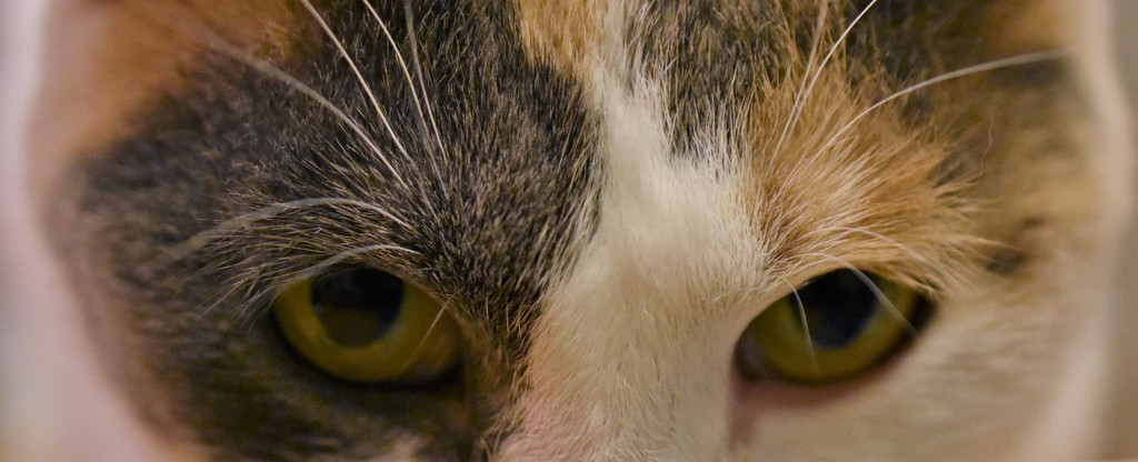 Cat's Eyes by caitnessa