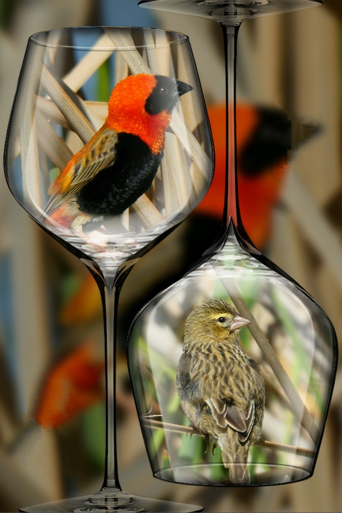 Mr. and Mr. Red Bishop by ludwigsdiana