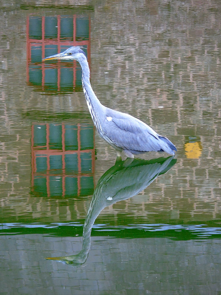 X Is For - Xceptional Heron by bulldog