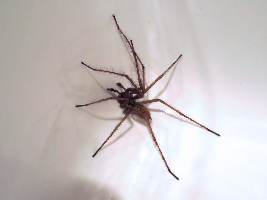 Spider in sink by jon_lip