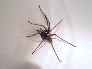 24th Aug 2017 - Spider in sink