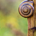 A right handed snail? by atchoo