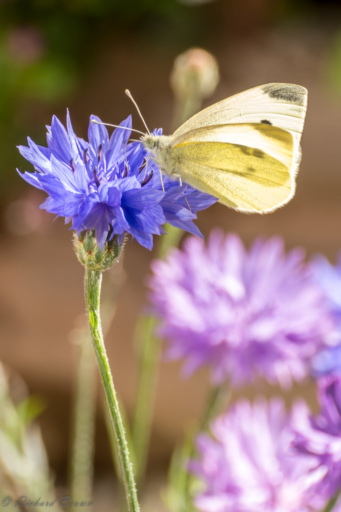 Large White by rjb71