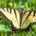 Eastern Tiger Swallowtail by rminer