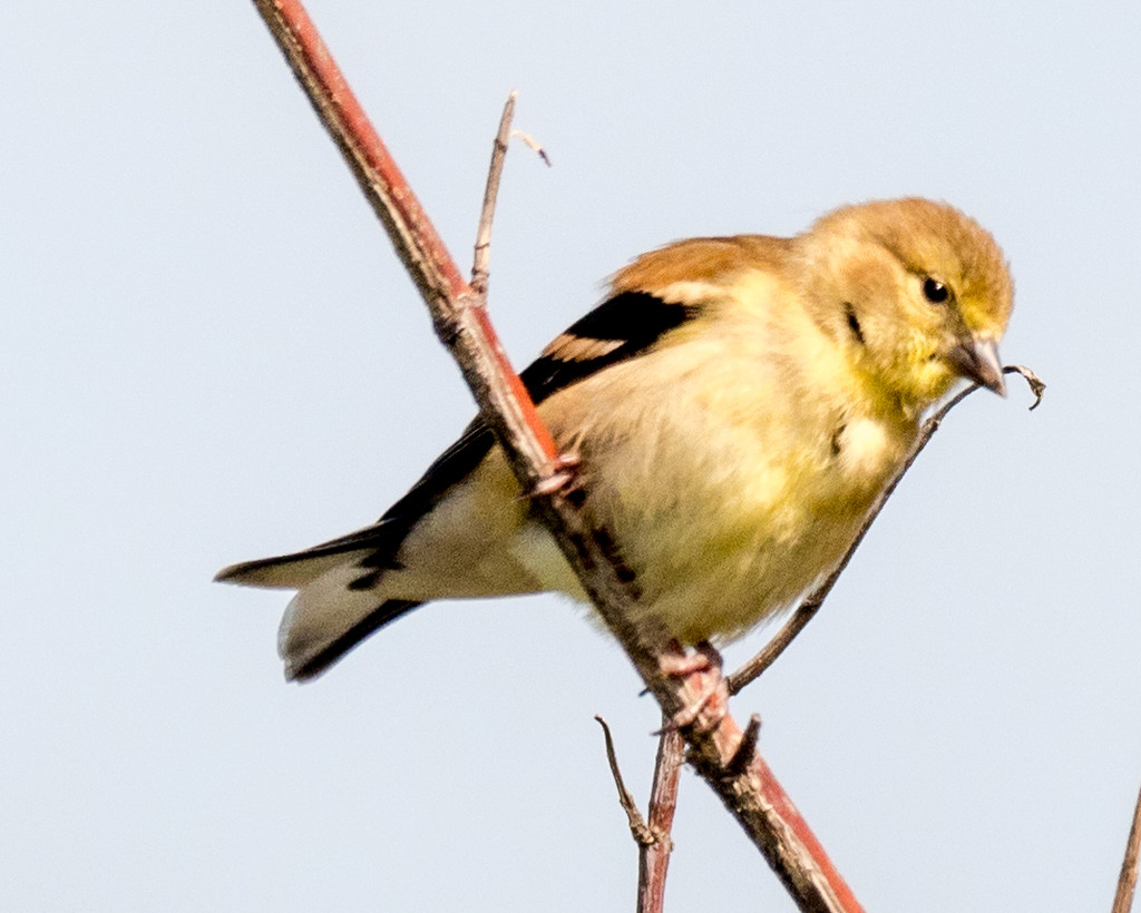 American Goldfinch Winter Plumage by rminer