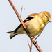 American Goldfinch Winter Plumage by rminer