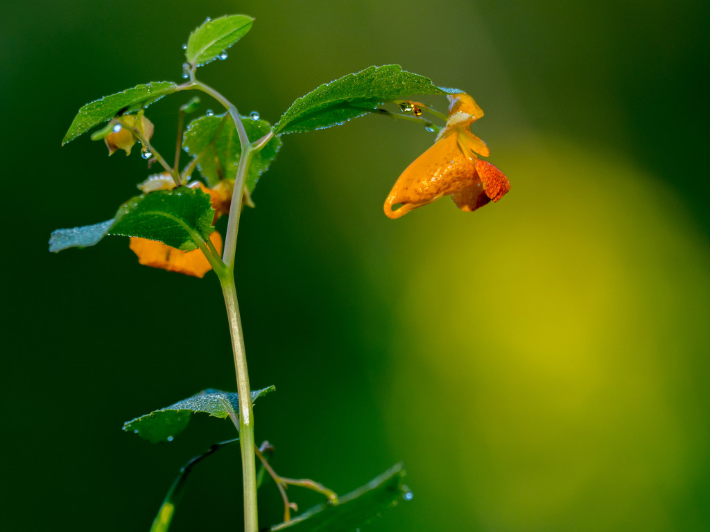 Jewelweed Portrait by rminer