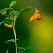 Jewelweed Portrait by rminer