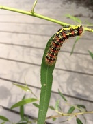 26th Aug 2017 - interesting caterpillar at huntly meadows 