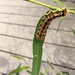 interesting caterpillar at huntly meadows  by wiesnerbeth