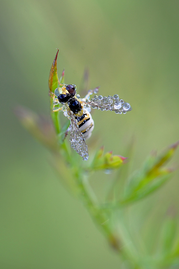 Teenie-Tiny Bee (hover fly) with Droplets! by fayefaye