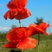 Three poppies by flowerfairyann