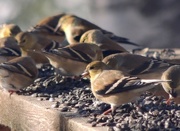 13th Jan 2017 - Goldfinches
