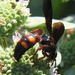 Weird Wasp by homeschoolmom