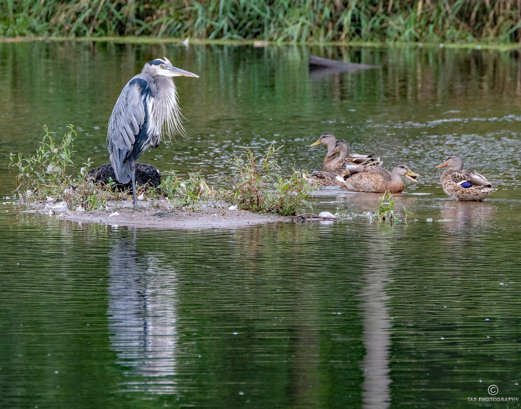 Heron and Ducks by tosee