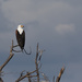 African Fish Eagle by leonbuys83