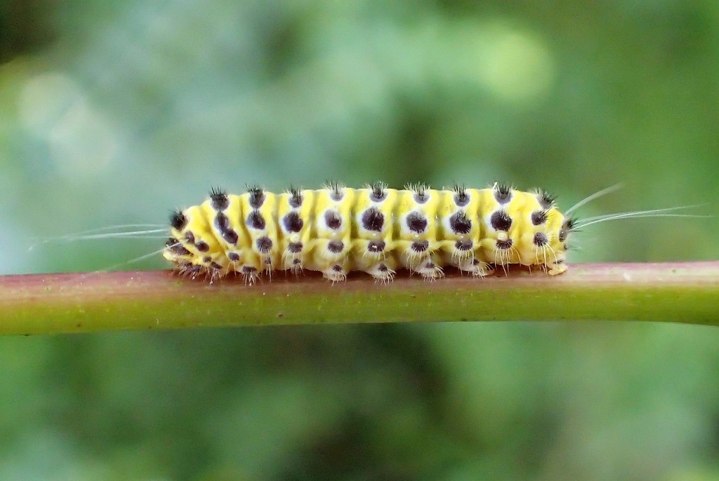 Grapeleaf Skeletonizer Moth Caterpillar by cjwhite