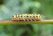 27th Aug 2017 - Grapeleaf Skeletonizer Moth Caterpillar