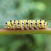 Grapeleaf Skeletonizer Moth Caterpillar by cjwhite