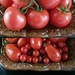 Too Tiers Of Tomatoes by scoobylou