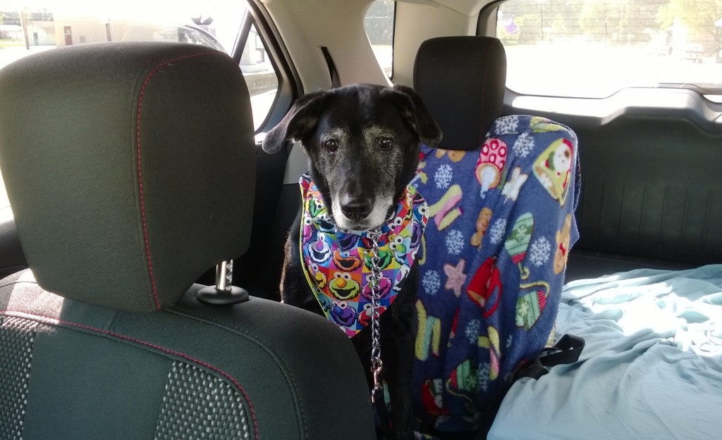 Old Girl Going To The Vet by scoobylou