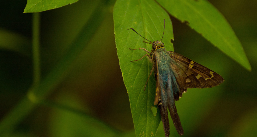 Long-tail Skipper Butterfly! by rickster549