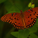 One More Gulf Fritillary Butterfly! by rickster549
