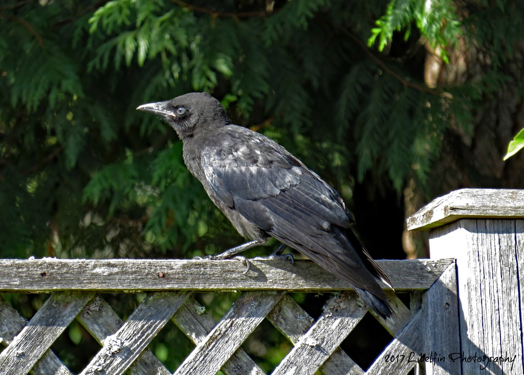 Juvenile Crow by kathyo