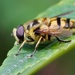 LARGE HOVER-FLY by markp