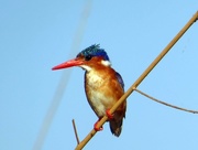 26th Aug 2017 - Botswanan Birdlife