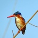 Botswanan Birdlife by cmp