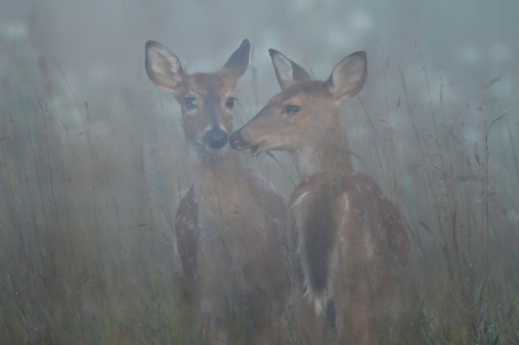 Young Companions in the Fog by kareenking