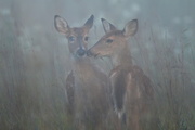 28th Aug 2017 - Young Companions in the Fog